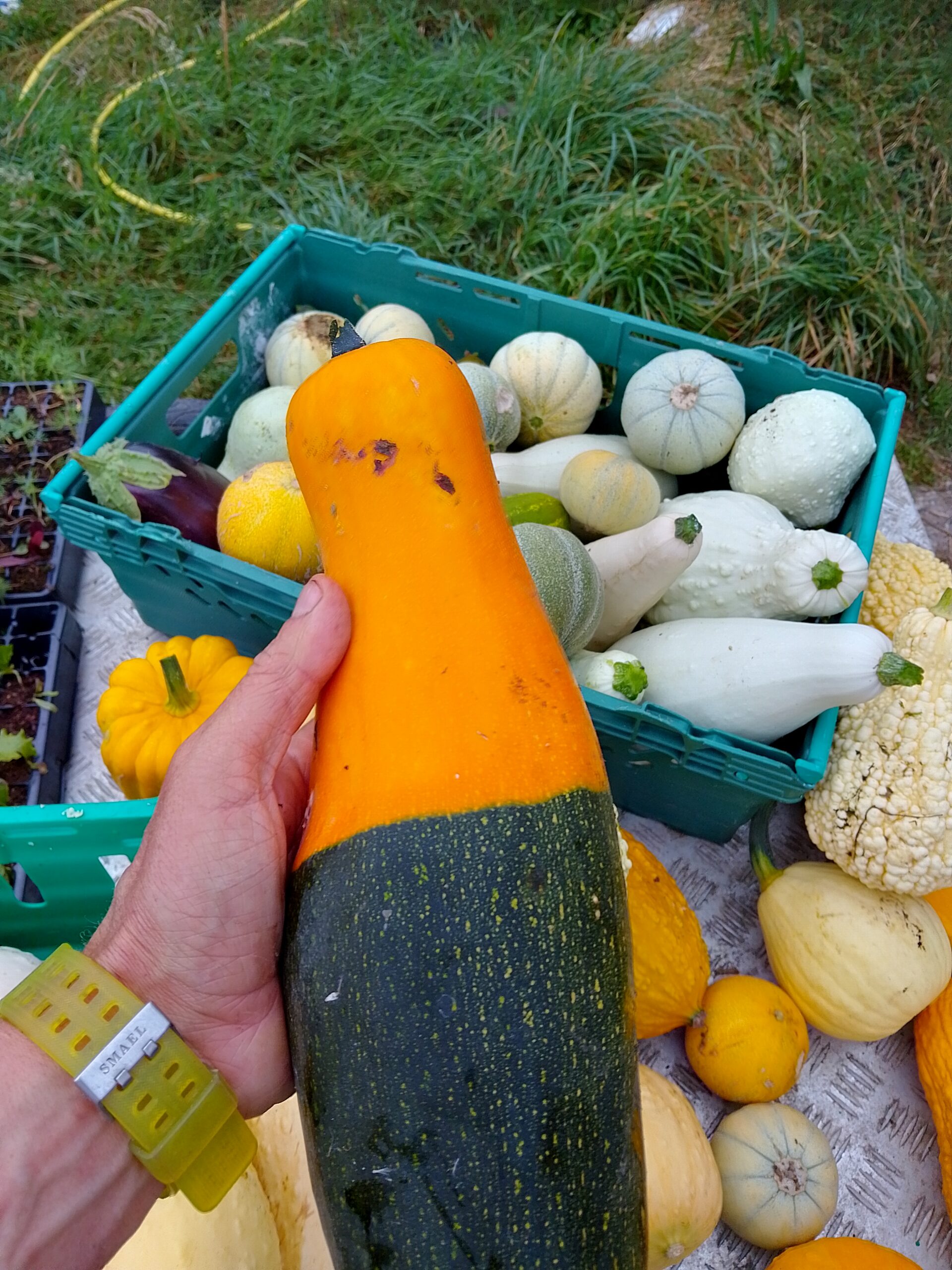 Crates of tomatoes at Grassroots Garden
